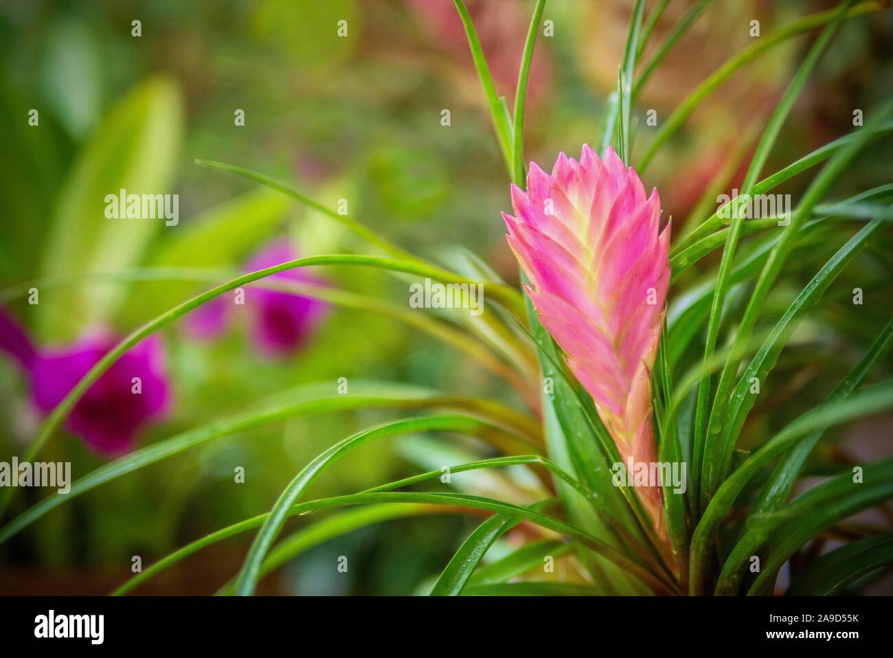 The pink bloom of a Pink Quill bromeliad (Tillandsia cyanea), a tropical flowering perennial plant species native to the rainforests of Ecuador. Stock Photo