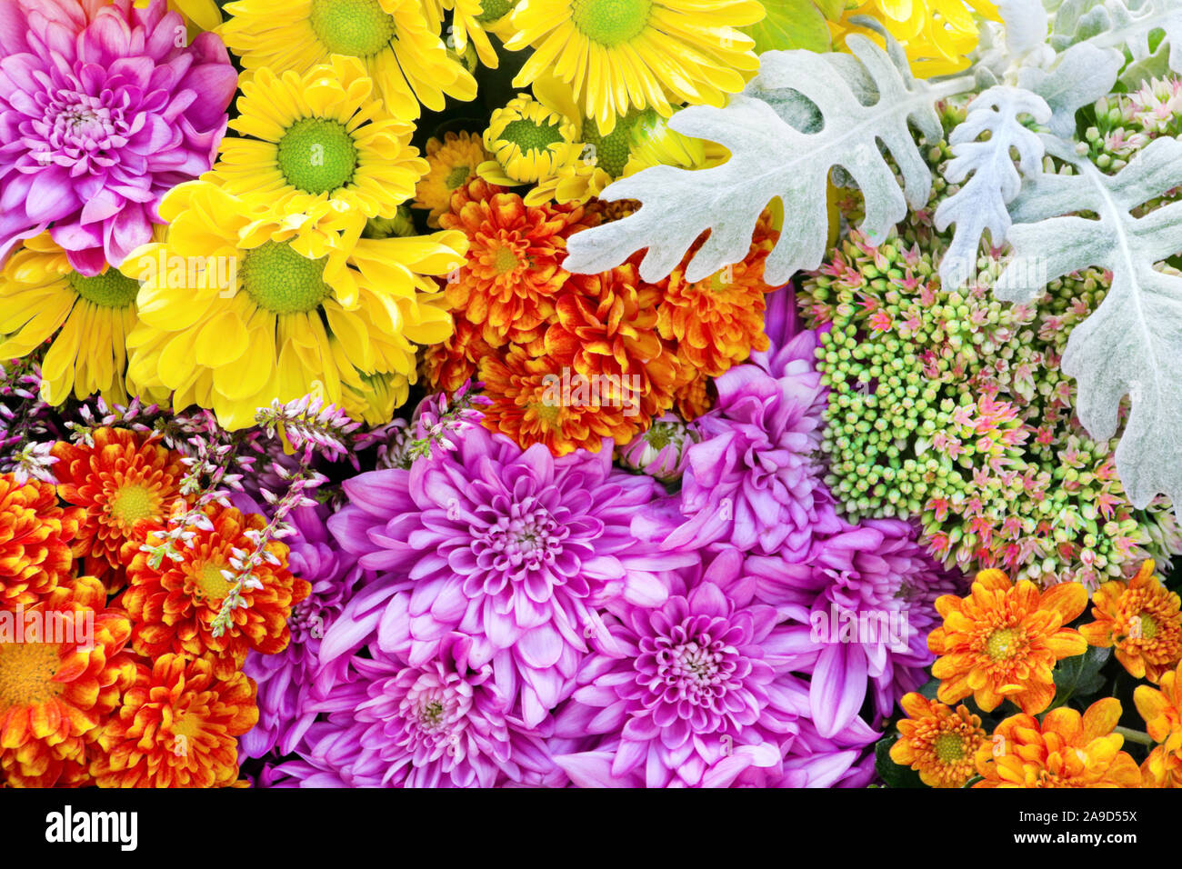 Various types flowers hi-res stock photography and images - Alamy