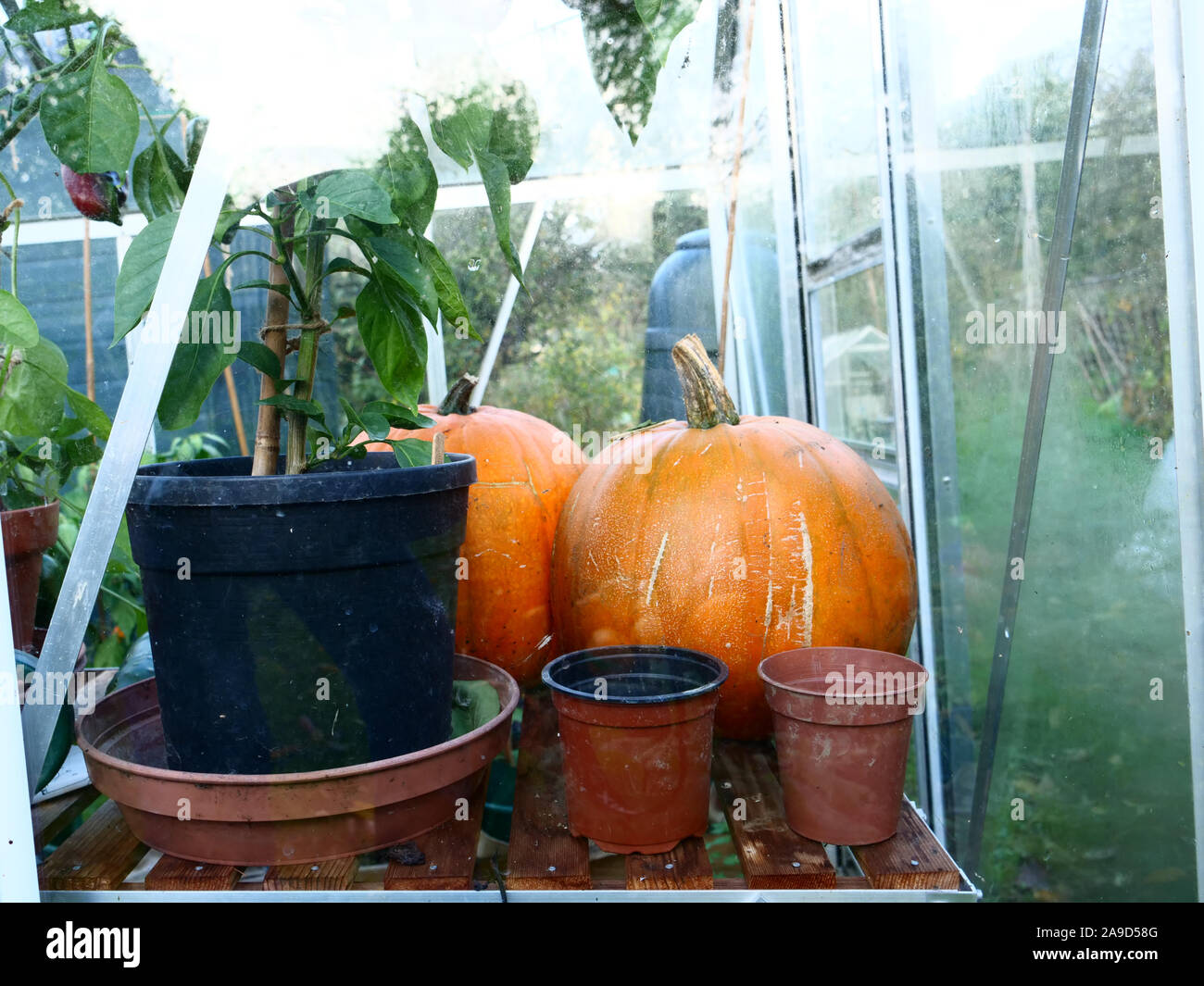 Growing pumpkins in greenhouse hires stock photography and images Alamy