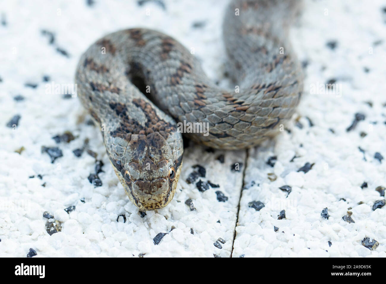 Smooth snake on concrete slab, closeup, Coronella austriaca Stock