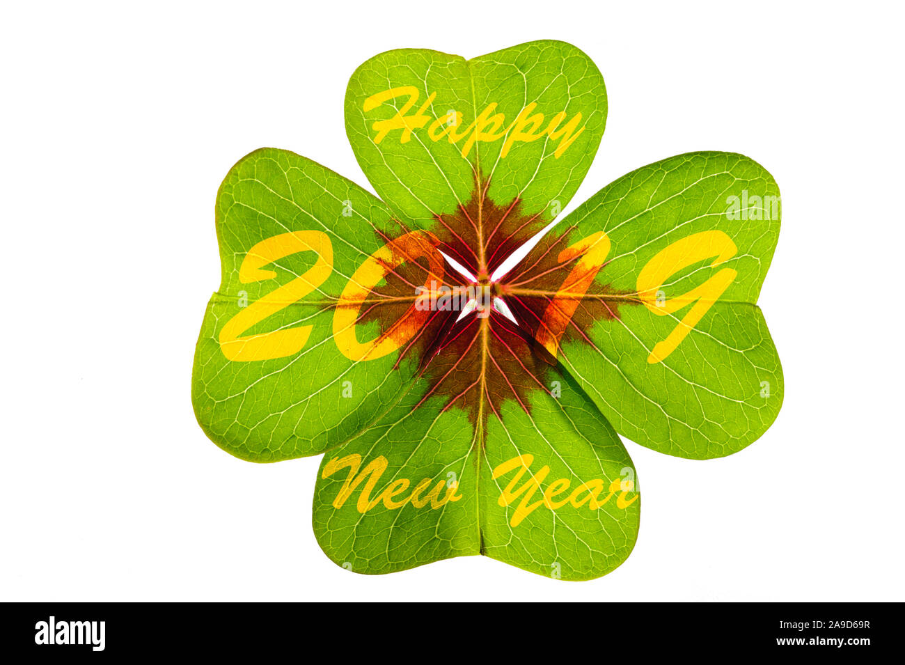 Four-leaved clover, talisman and good luck charm, New Year 2019 Stock Photo