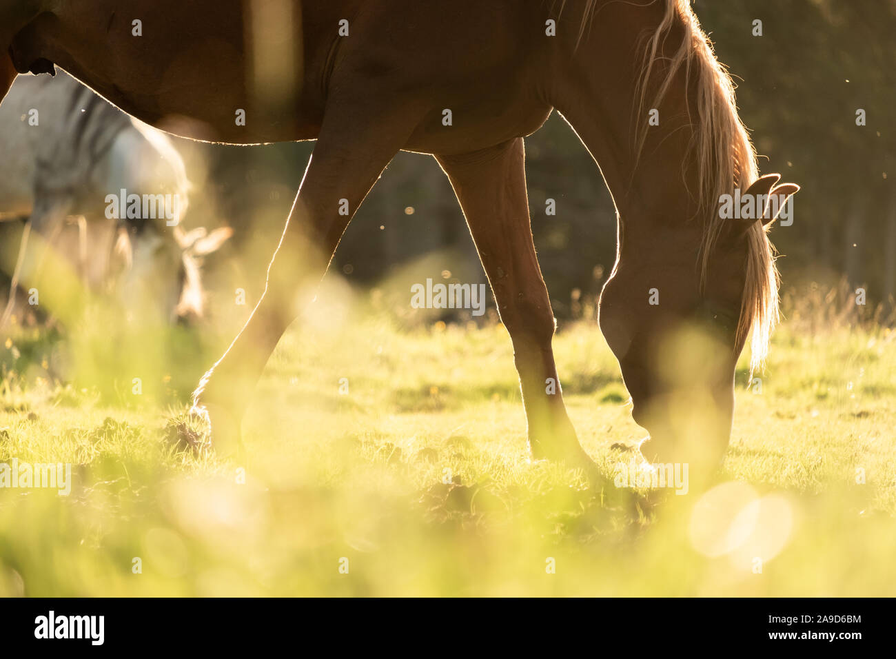 Horse paddock on Lake Karersee Stock Photo Alamy