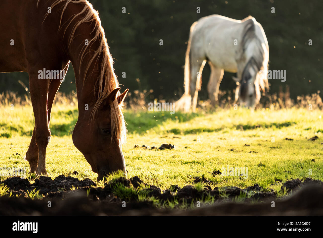 Horse paddock on Lake Karersee Stock Photo Alamy