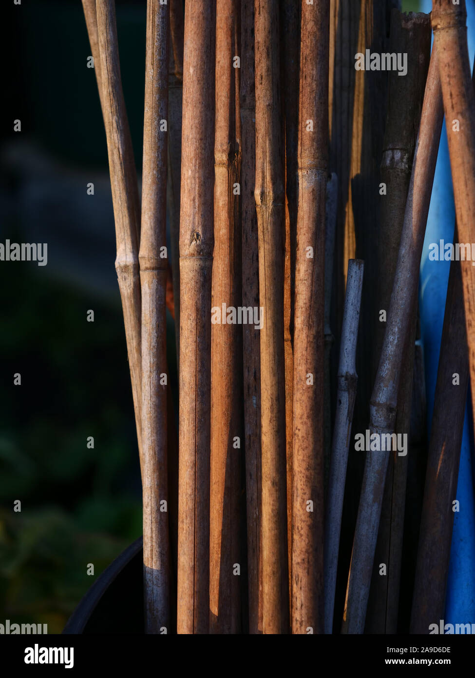 Bamboo canes and blue plastic water pipe cut into pieces seen in a