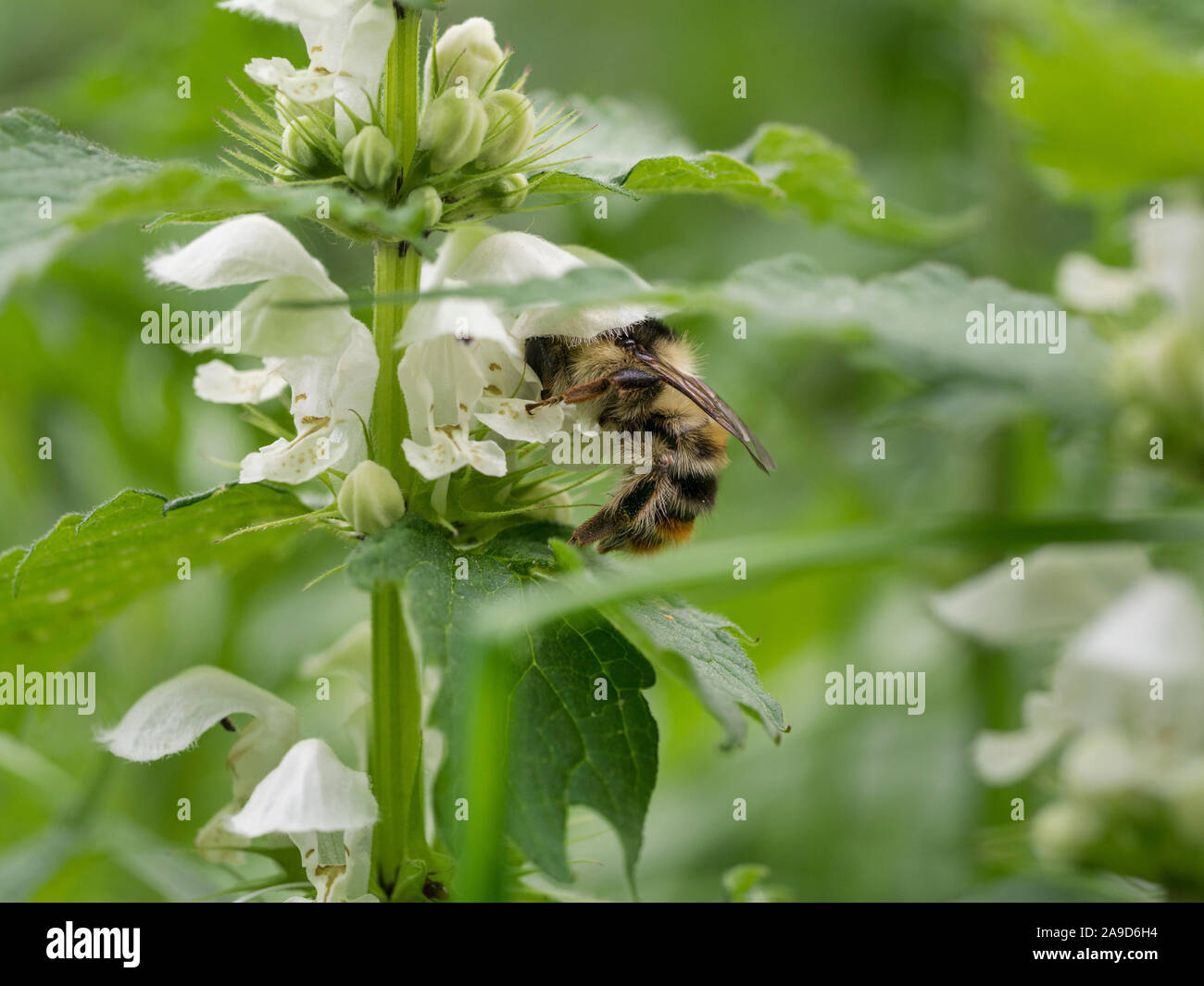 Shrill carder-bee, Bombus sylvarum, foraging Stock Photo