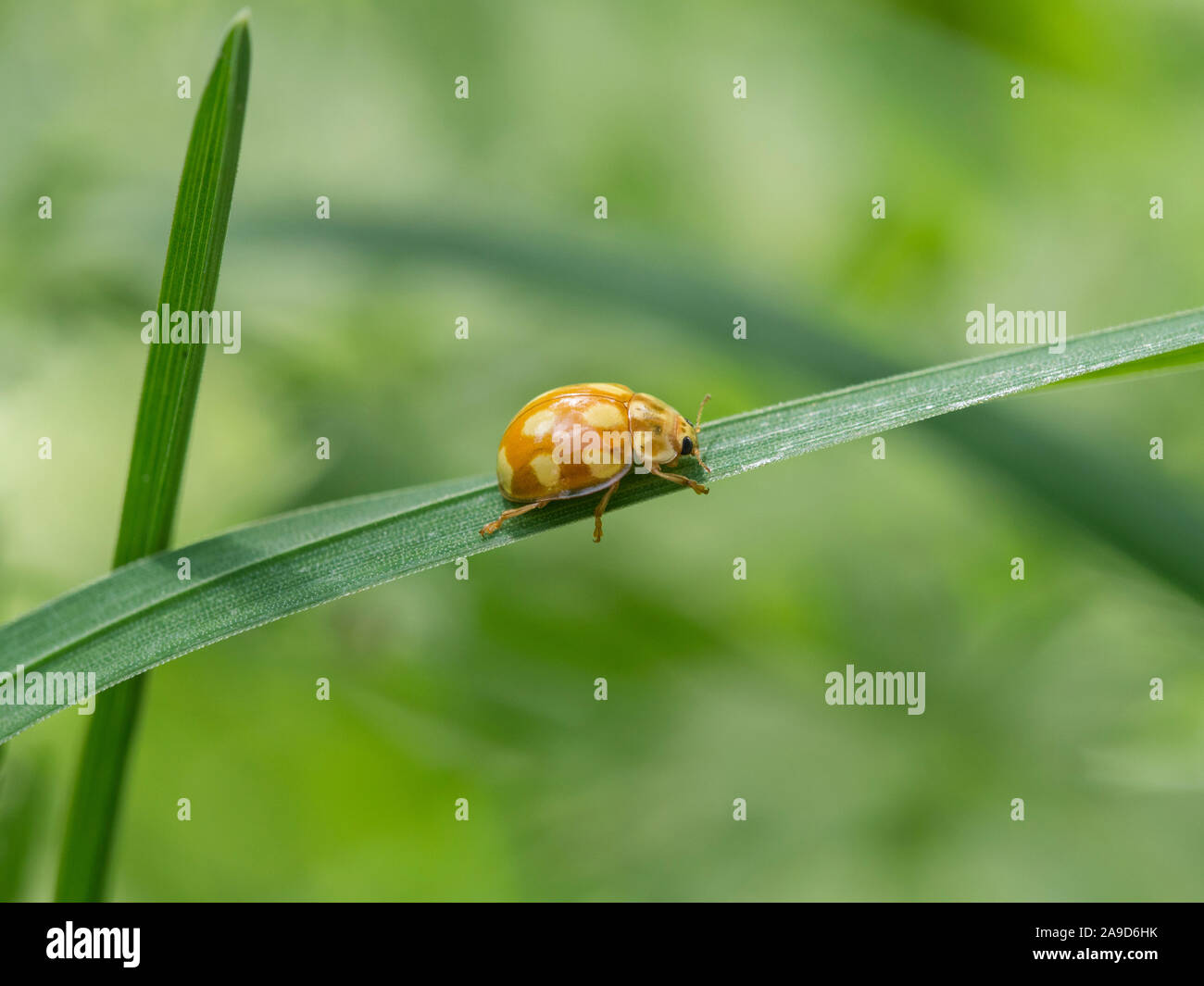 Ten-spot ladybird, Calvia decemguttata, sitting on a stalk Stock Photo