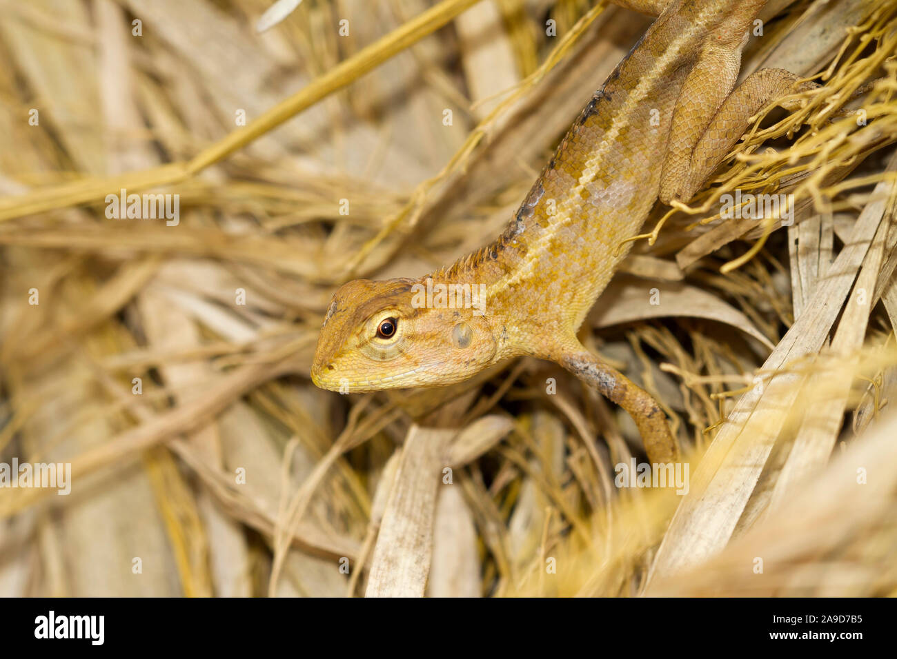 Oriental garden lizard, female, Calotes versicolor, Chiang Dao, Thailand Stock Photo
