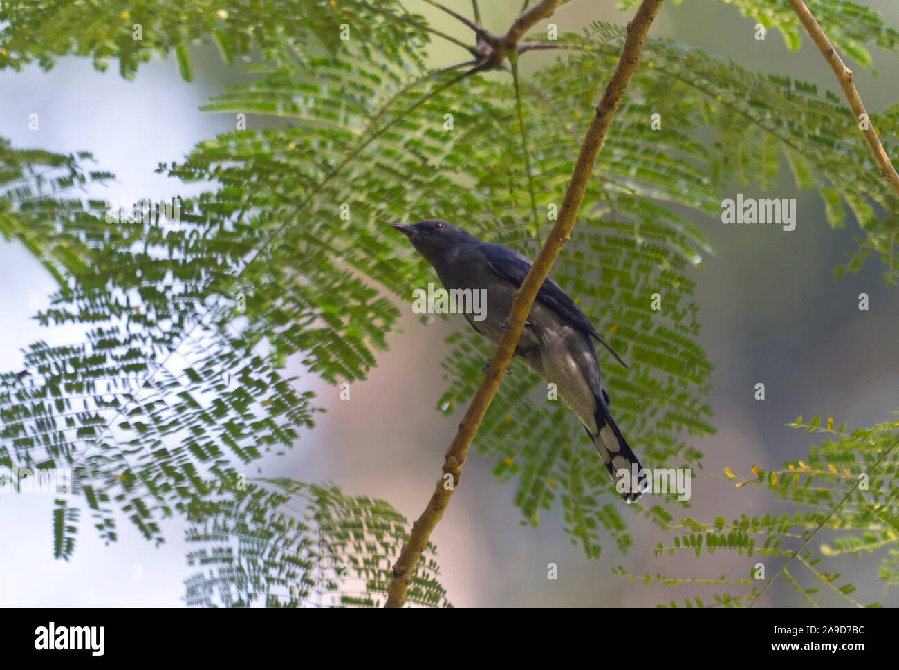 Black-winged cuckooshrike, Coracina melaschistos, Chiang Dao, Thailand Stock Photo