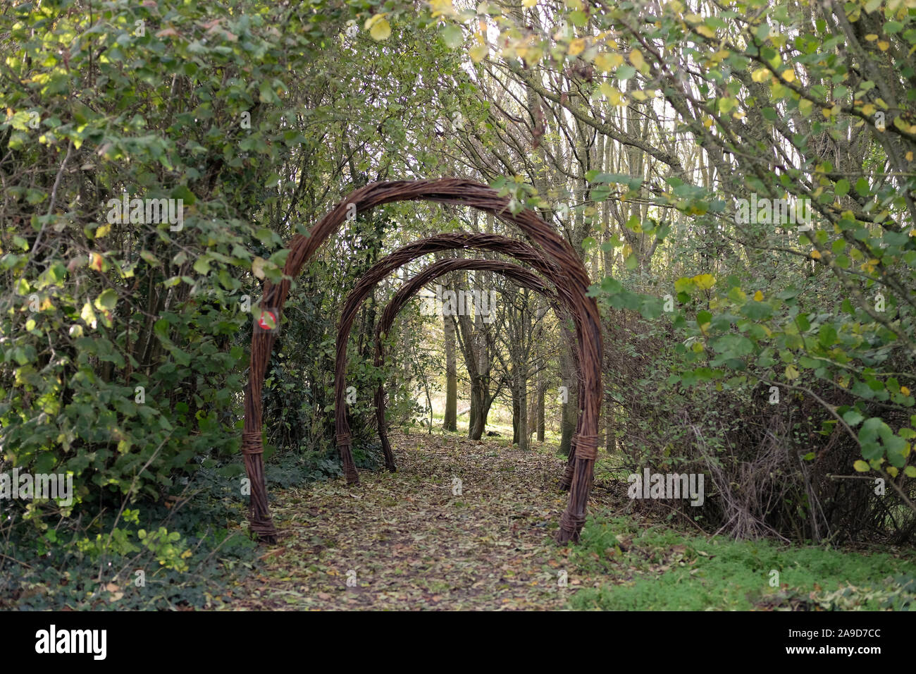 November 2019 Willow and wetlands center, Stoke St Gregory, Somerset