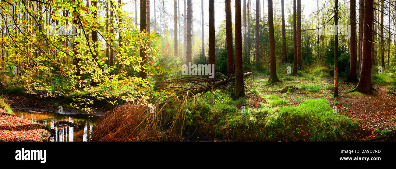 Autumn forest with brook and bright sunlight in the fog Stock Photo