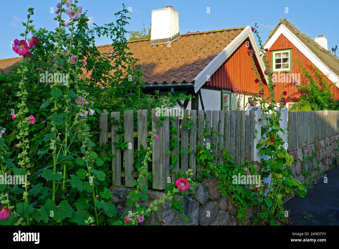 Garden fence with hollyhocks hi-res stock photography and images - Alamy