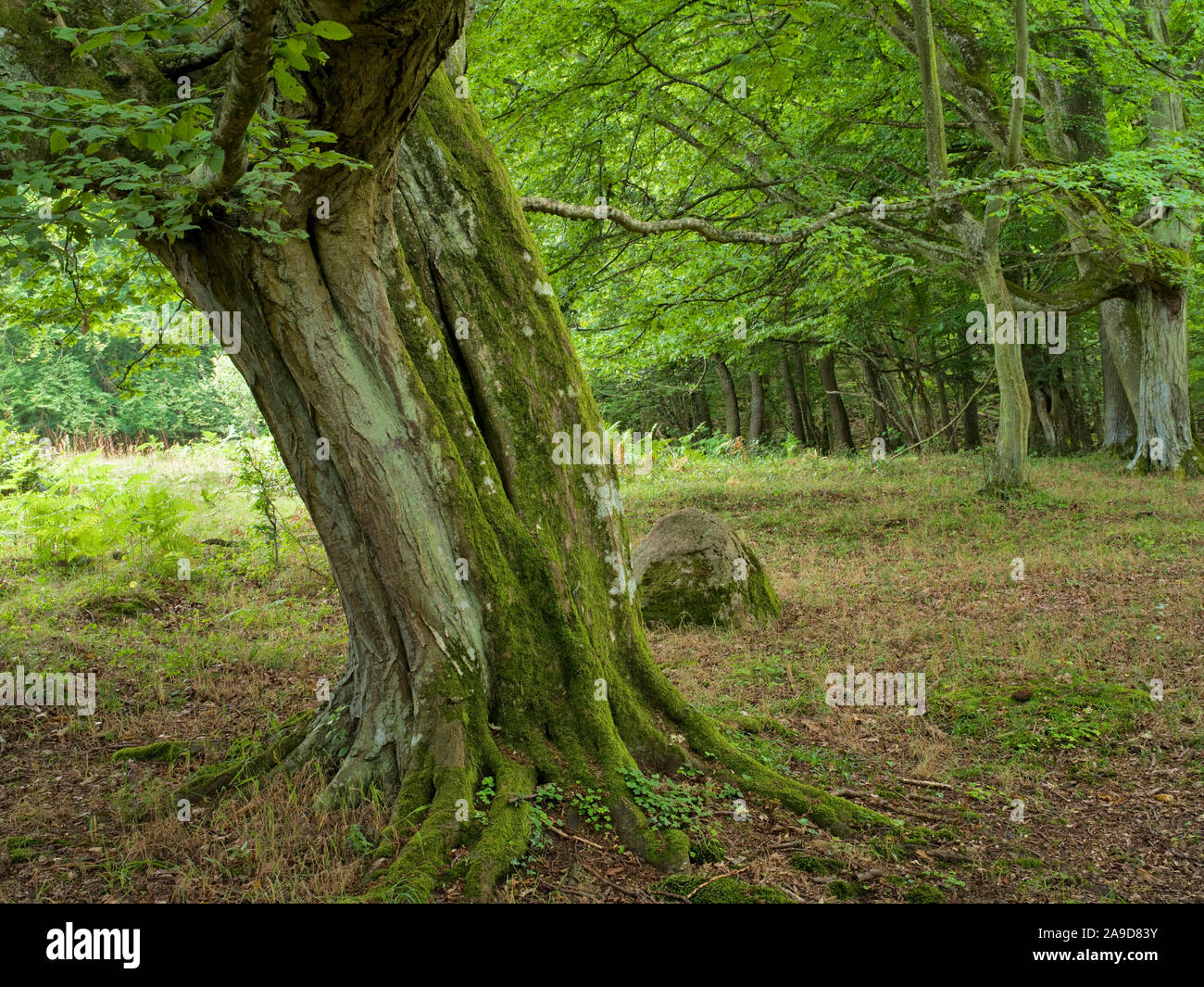 Sweden, Skane, Kivik, Stenshuvud National Park, old hornbeam tree trunk Stock Photo