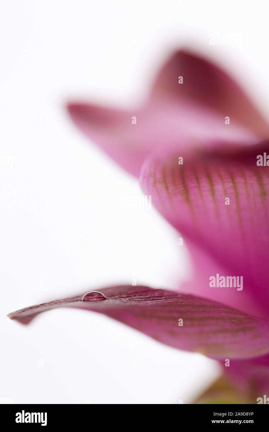 Turmeric, blossom, closeup, water drops Stock Photo