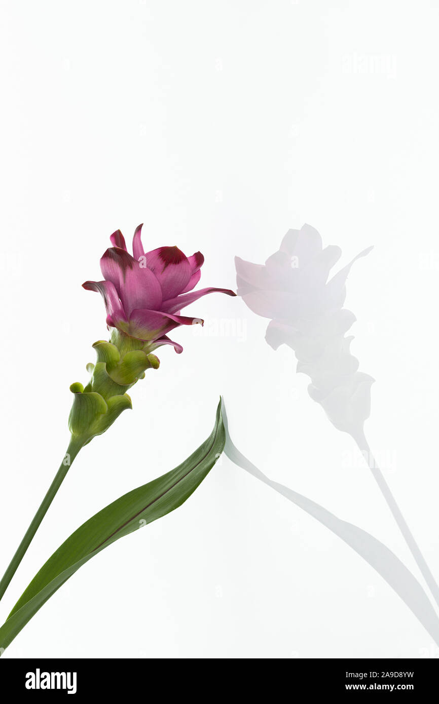 Turmeric, bloom, ayurveda, reflection Stock Photo