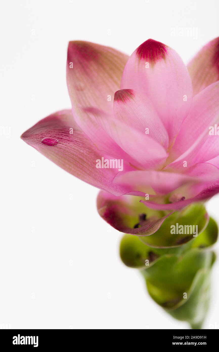 Turmeric, blossom, Ayurveda, closeup Stock Photo