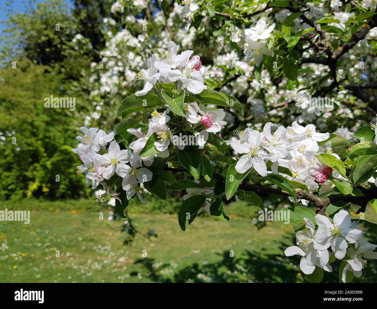 White flowering tree in spring Stock Photo Alamy