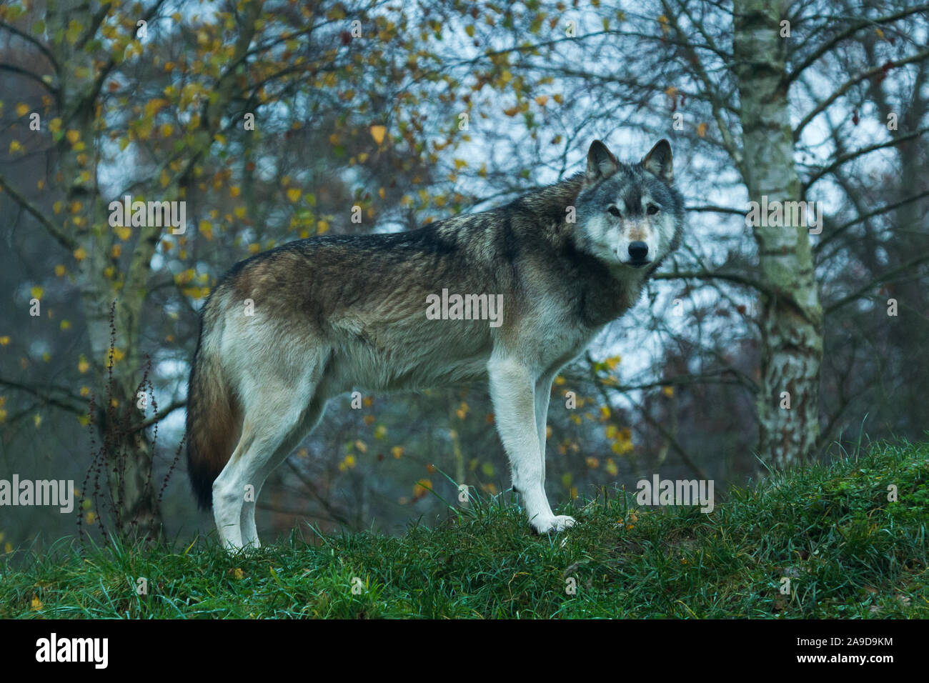 Grey captive Northwestern Wolf (Canis Lupus Occidentalis) also known as a Timber Wolf at the UK Wolf Conservation Trust in Beenham, Berkshire. Stock Photo