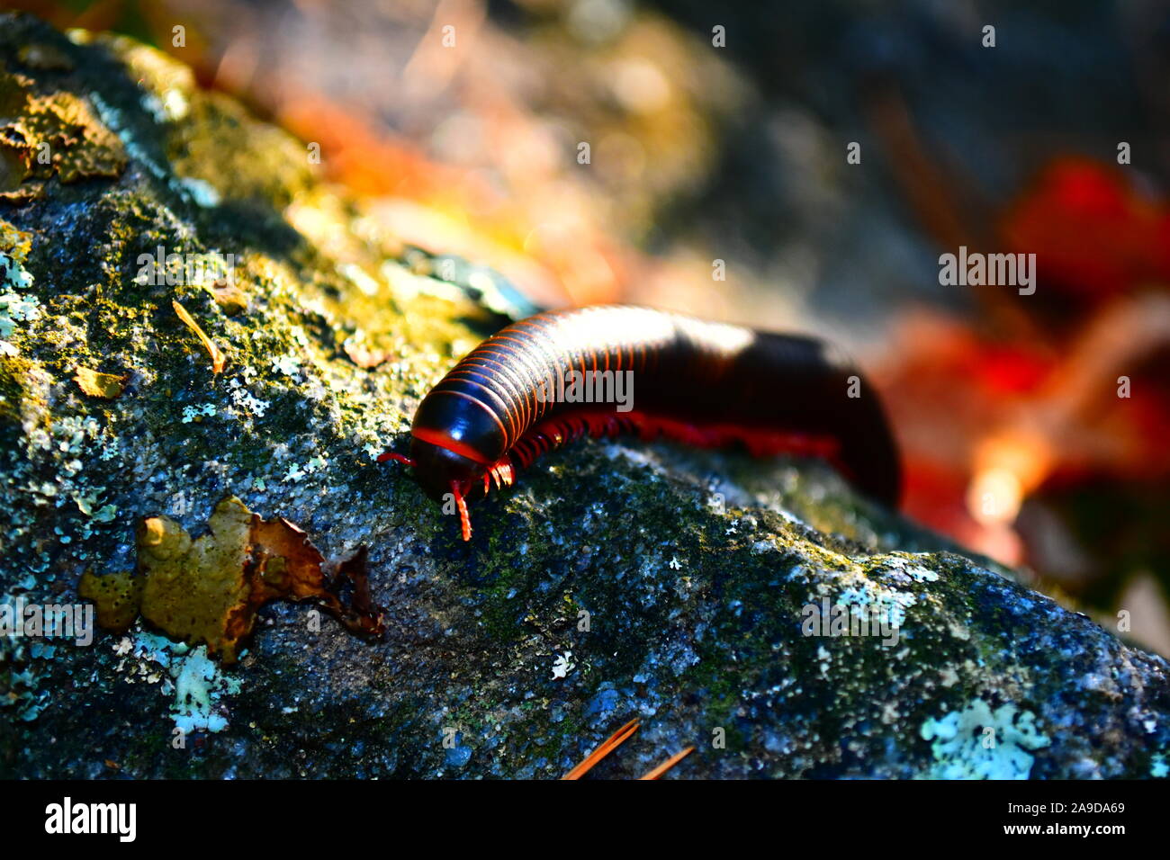 Millipede climbing over a rock Stock Photo Alamy