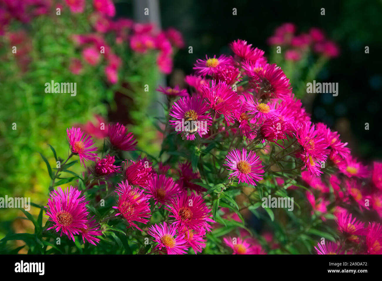 Symphyotrichum novae-angliae 'James Ritchie' syn. Aster Stock Photo