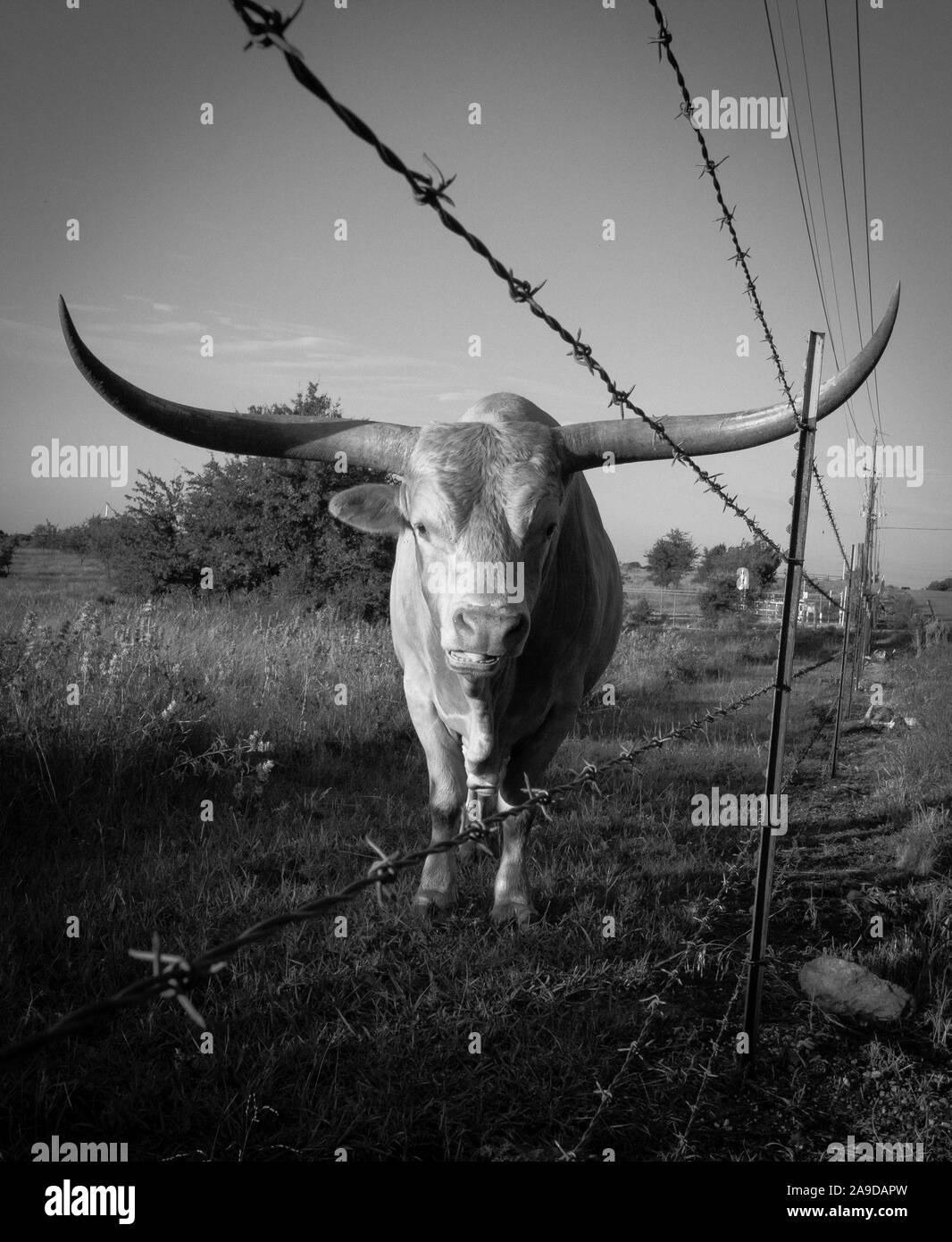 Longhorn Bull Steer and barbwire at Sunrise in Austin Texas in black and white Stock Photo