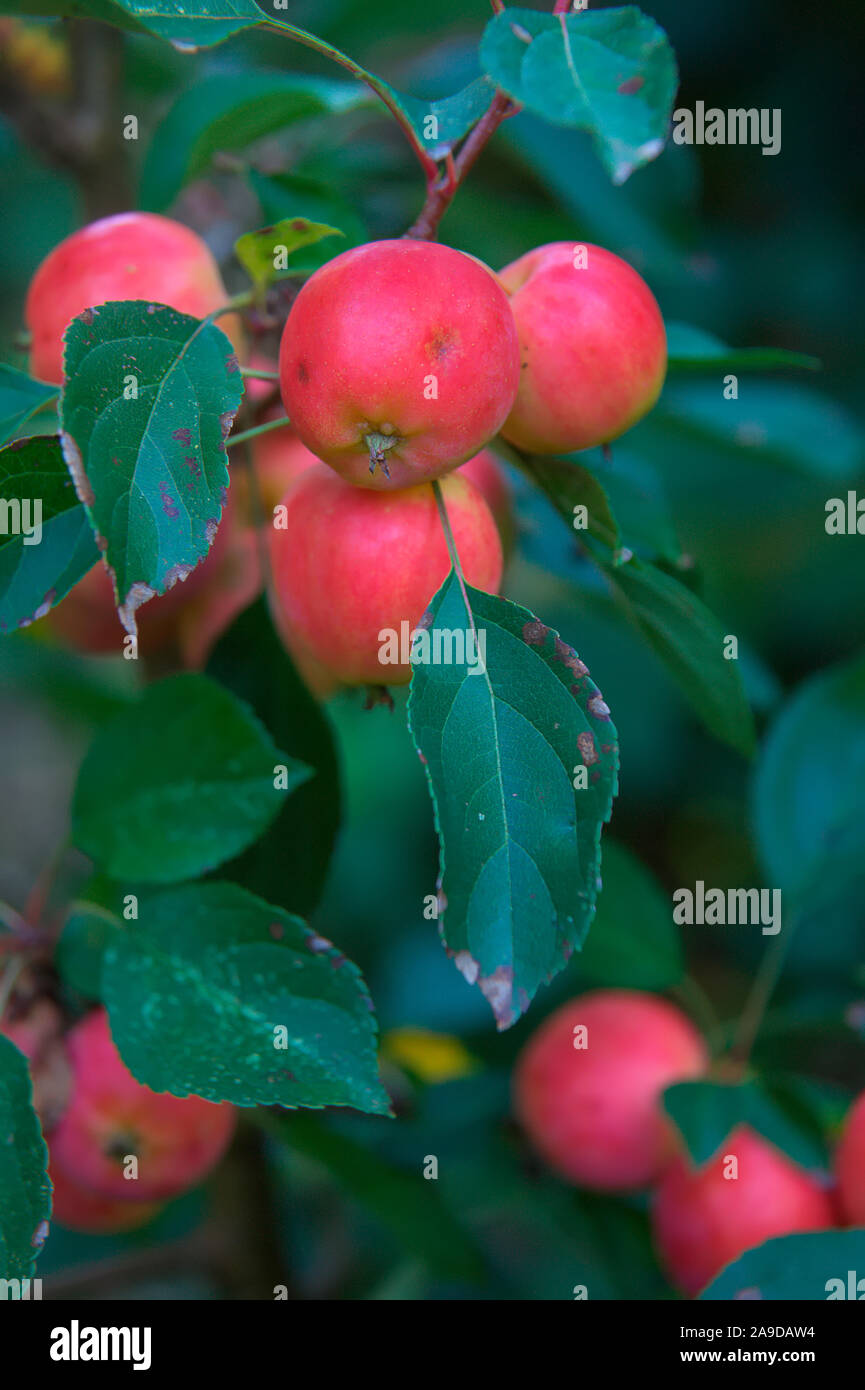 Malus 'Jelly King' fruits in late October Stock Photo Alamy