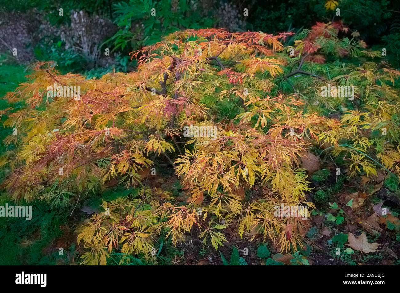 Acer japonicum - a prostrate seedling form in late October Stock Photo