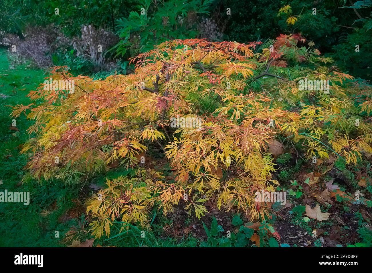 Acer japonicum - a prostrate seedling form in late October Stock Photo