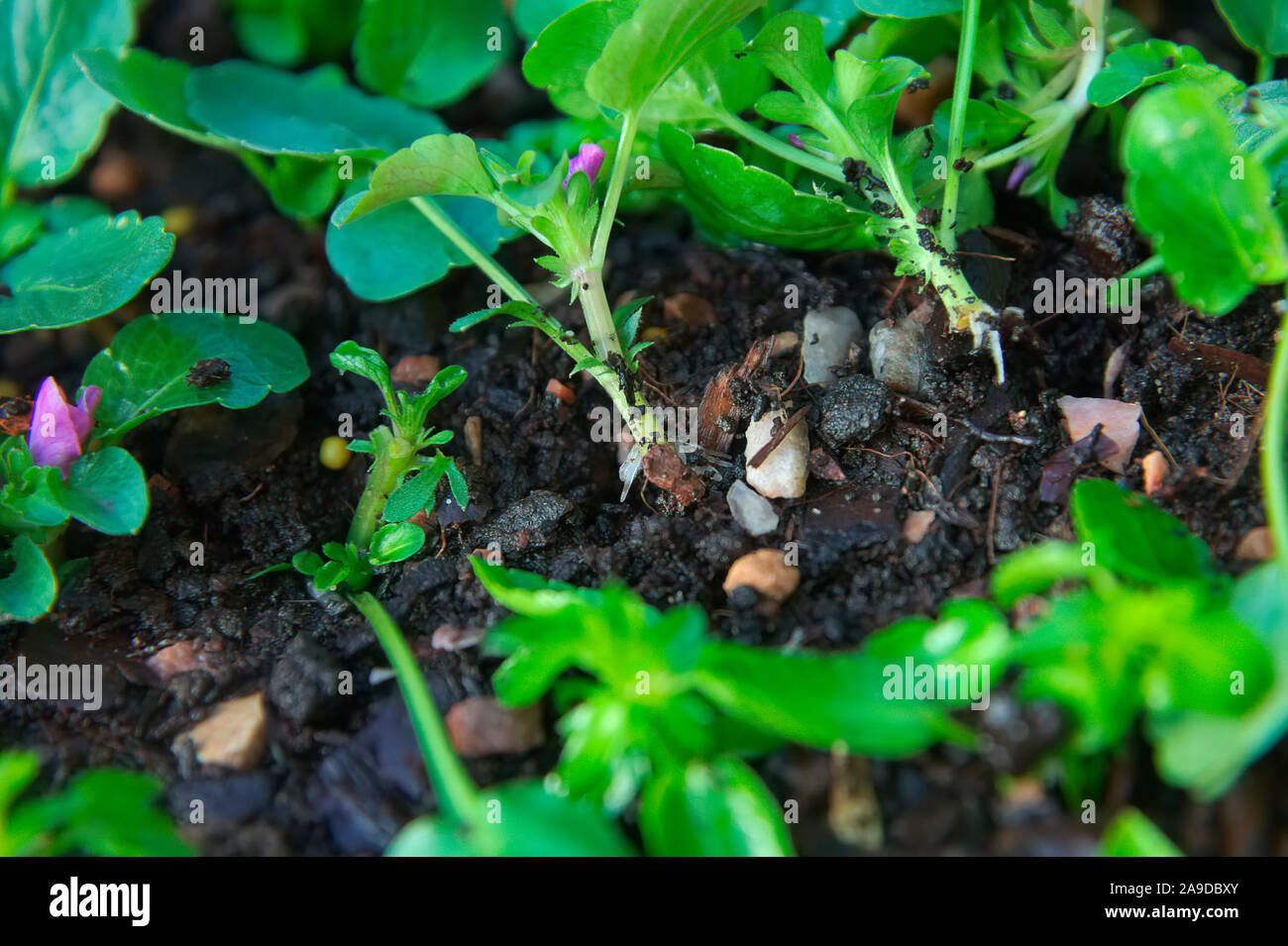 Viola cuttings rooted in autumn develop roots within two weeks Stock Photo