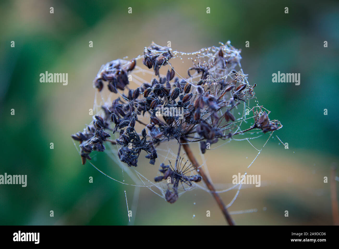 Cenolophium denudatum seedheads with cobwebs and dew in autumn Stock Photo