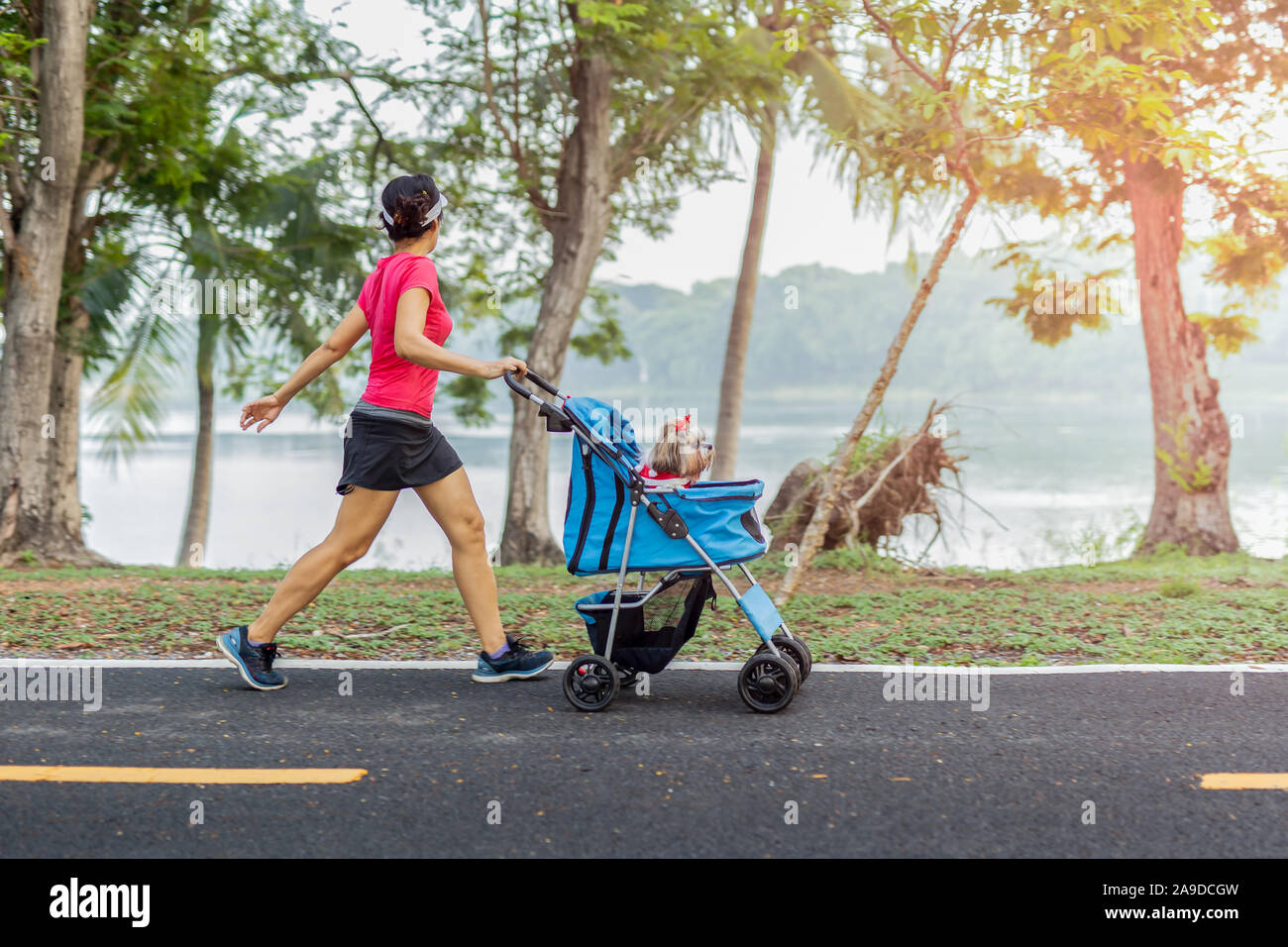 Unidentifile woman exercise walking in the park with small dog in stroller. Stock Photo