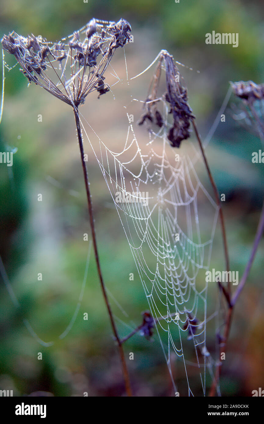 Cenolophium denudatum seedheads with cobwebs and dew in autumn Stock Photo