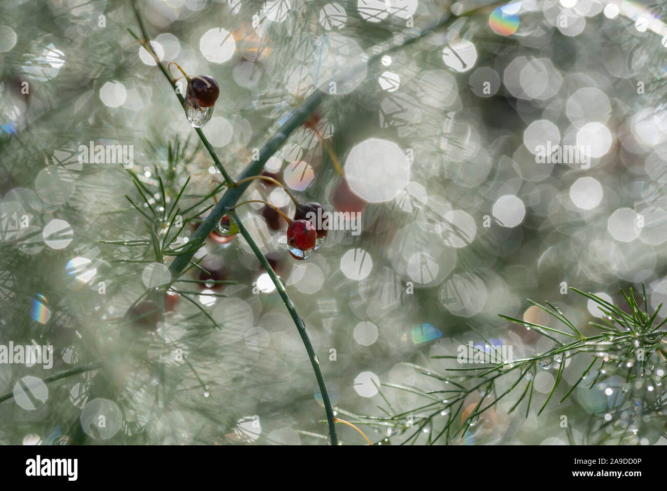 Macro of an asparagus plant with bokeh Stock Photo Alamy