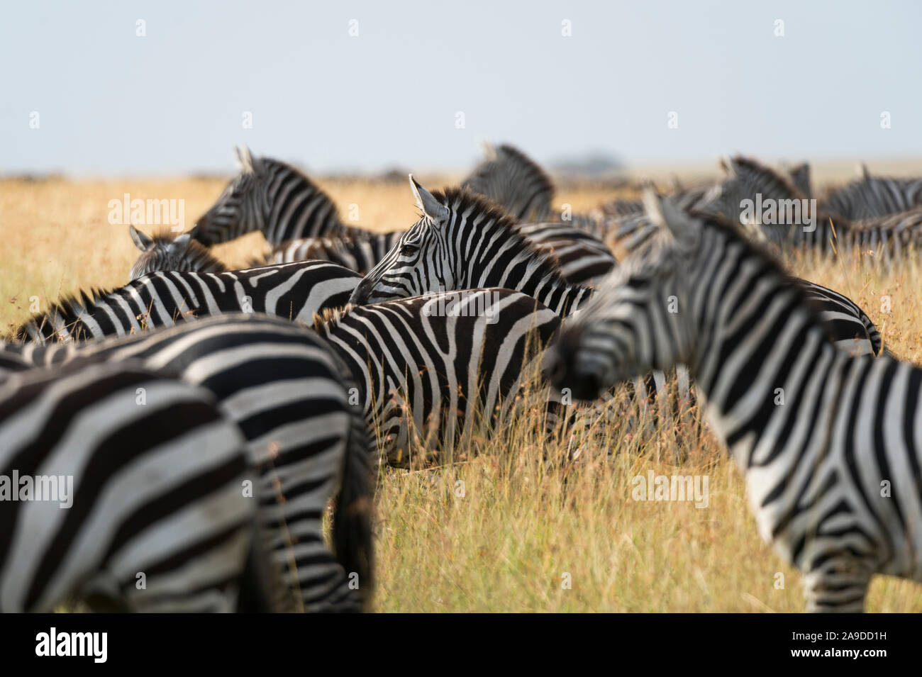 Plains zebras (Equus quagga), Masai Mara, Kenya Stock Photo Alamy