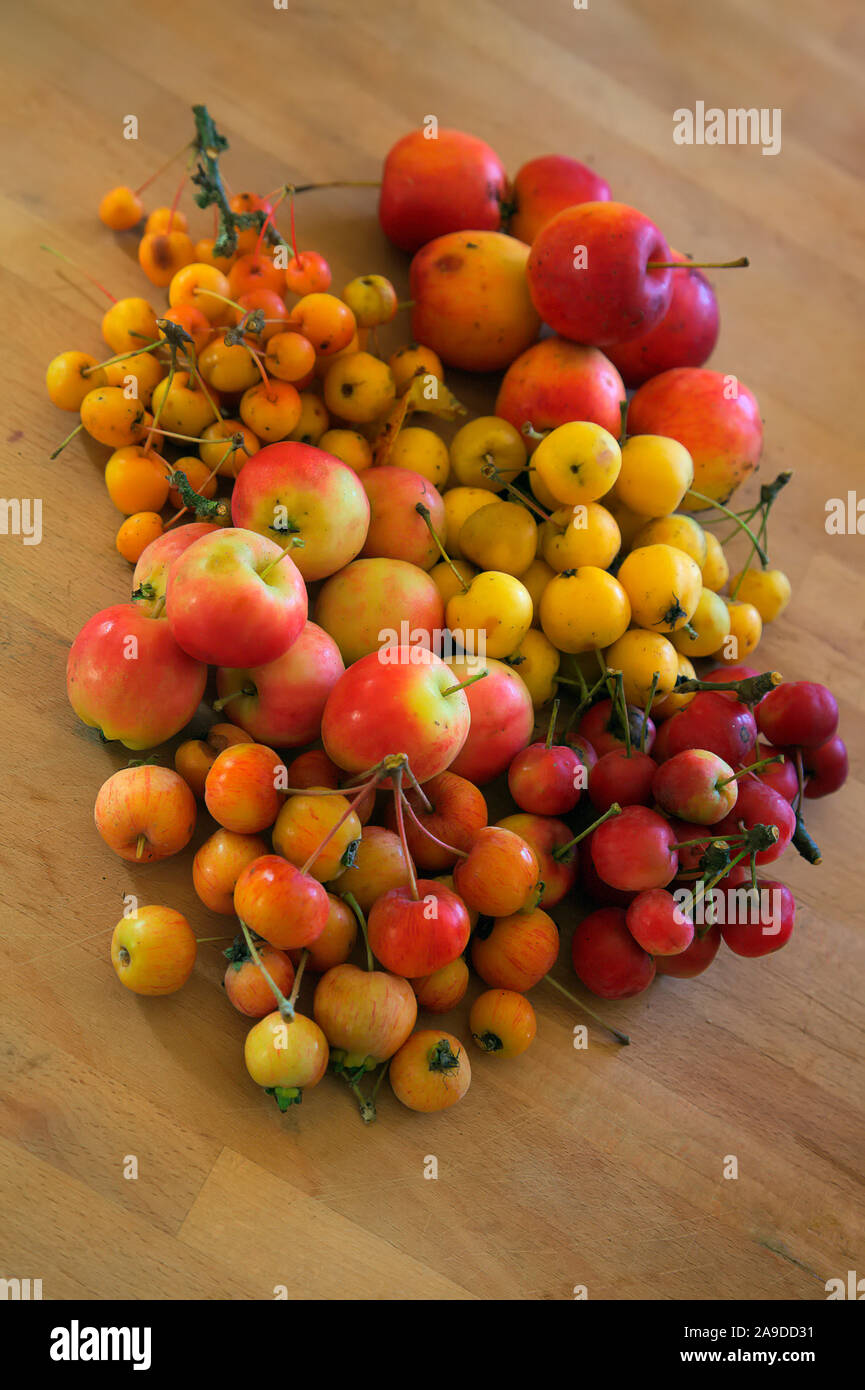 Jelly king crab apple hires stock photography and images Alamy