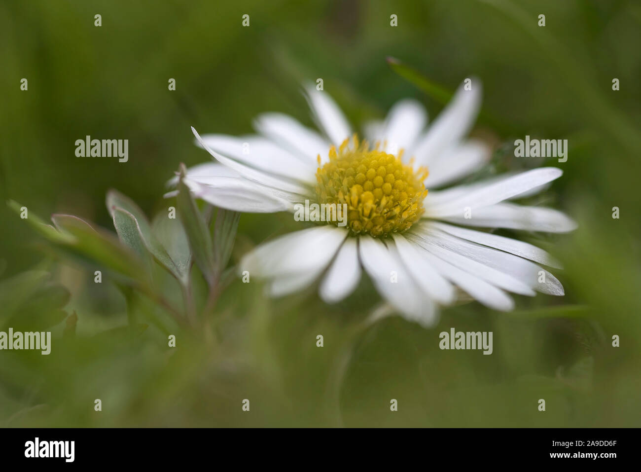 Macro of a Daisy Stock Photo - Alamy