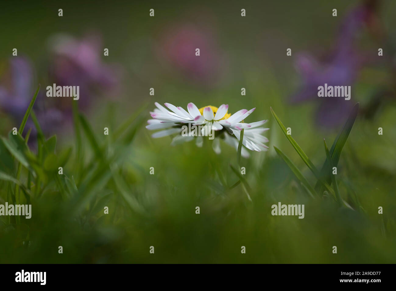 Macro of a Daisy Stock Photo - Alamy