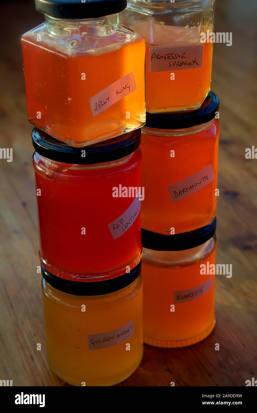 Home made Crab Apple Jelly Malus 'Evereste' AGM, Malus 'Jelly King