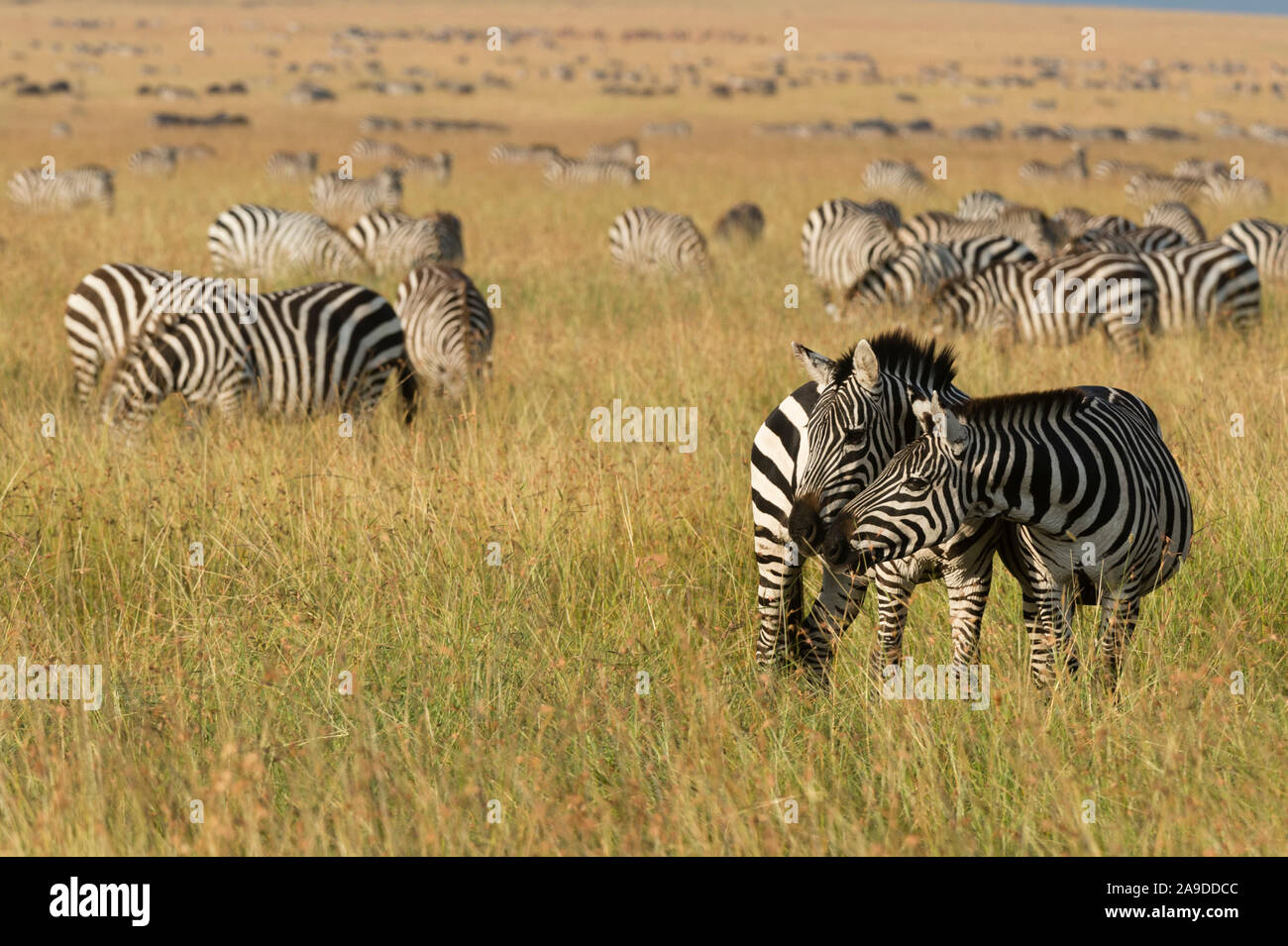 Plains zebras (Equus quagga), Masai Mara, Kenya. Stock Photo