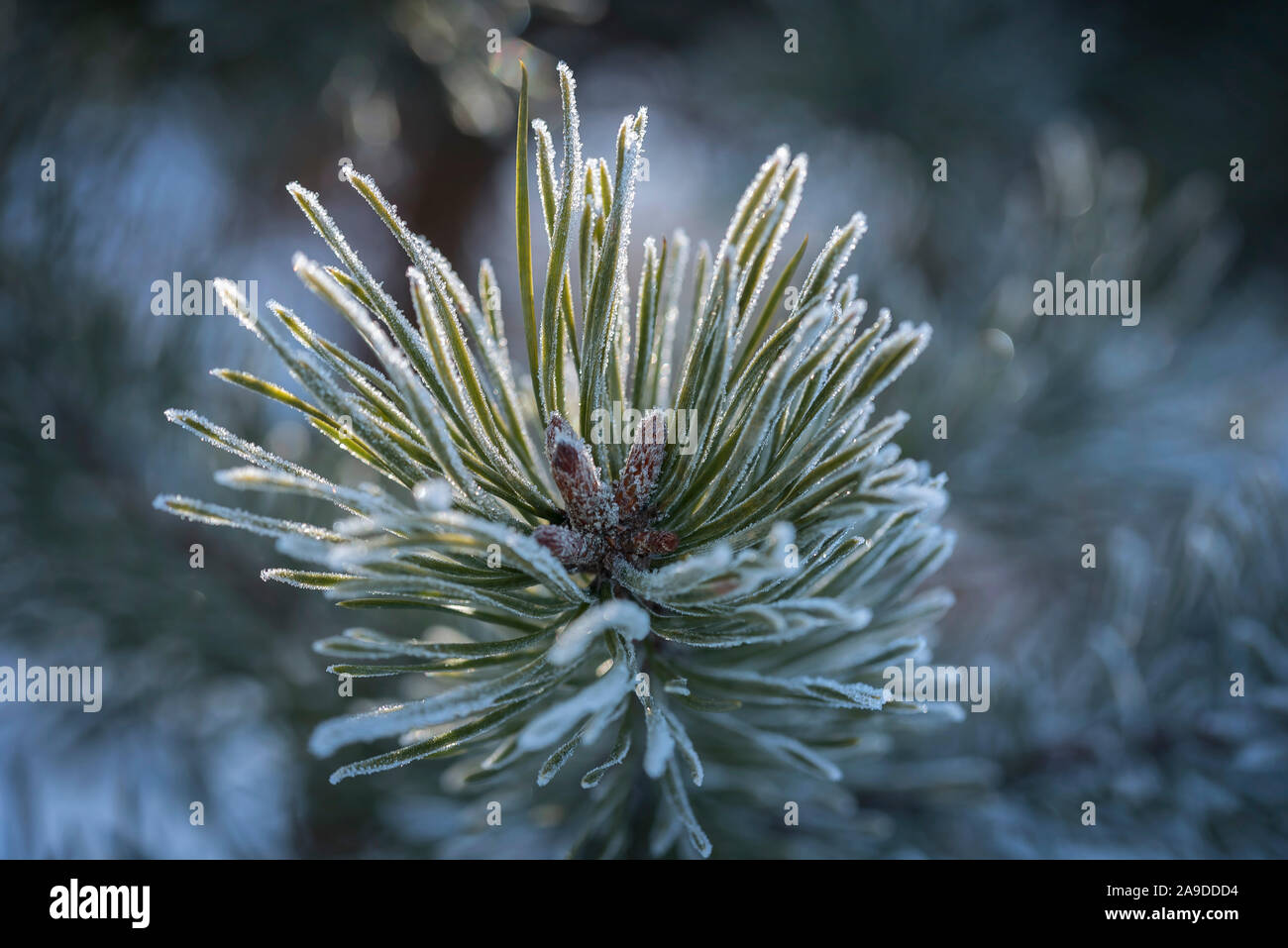 Macro of a pine branch with frost Stock Photo - Alamy