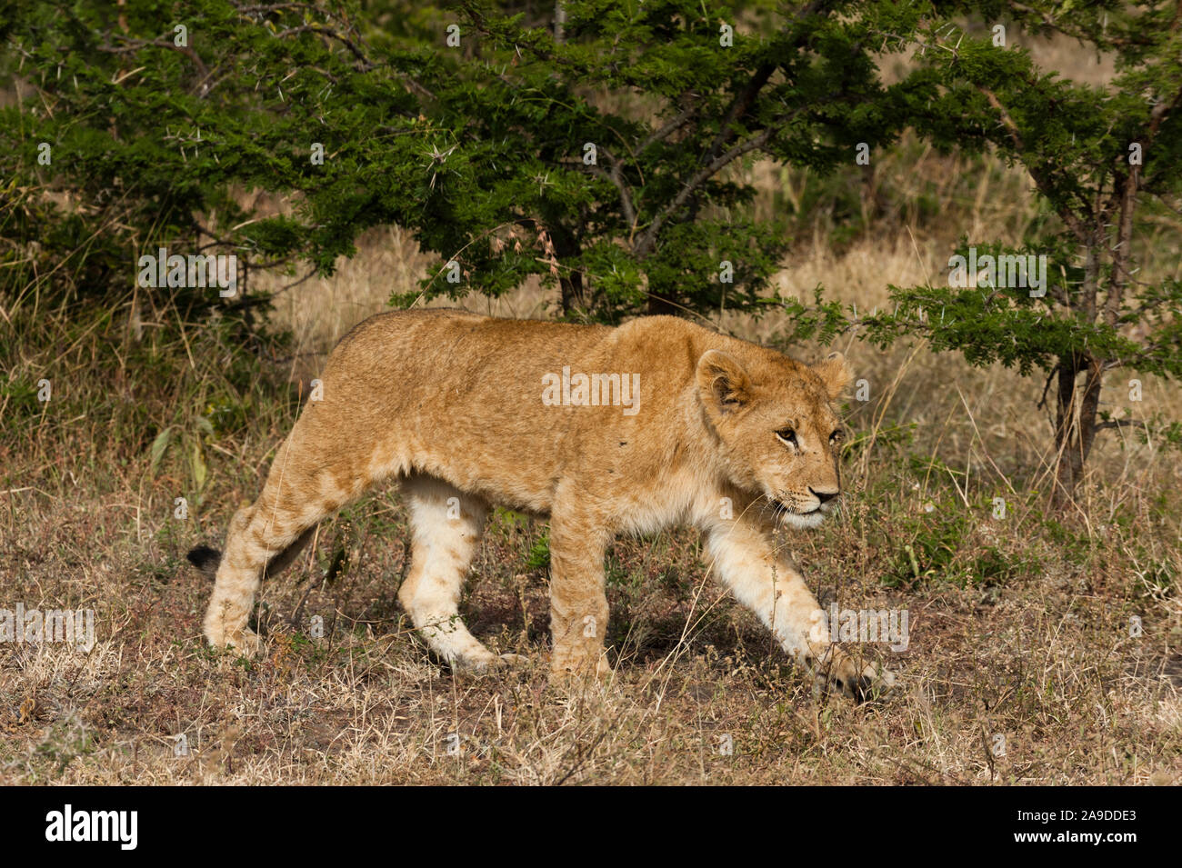 Lion, Panthera leo, Masai Mara, Kenya Stock Photo - Alamy