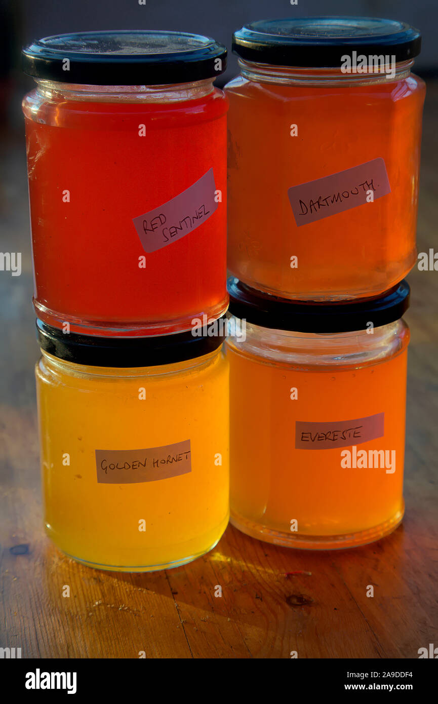 Home made Crab Apple Jelly - Malus 'Evereste' AGM, Malus 'Dartmouth', Malus x zumi 'Golden Hornet', Malus x robusta 'Red Sentinel' AGM Stock Photo