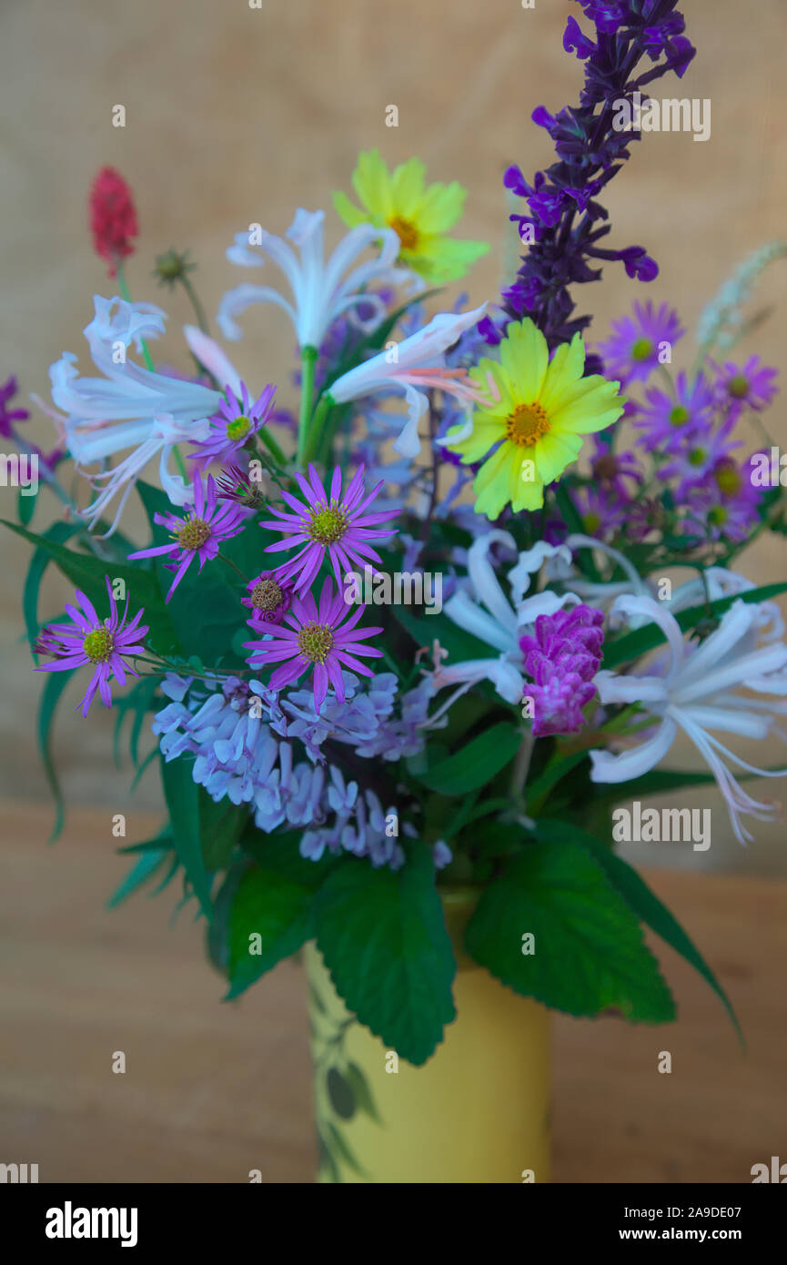 A vase of late October flowers from the garden including Plectranthus zuluensis, Salvia Indigo Spires, Nerine bowdenii 'Alba', Aster ageratoides syn. Stock Photo