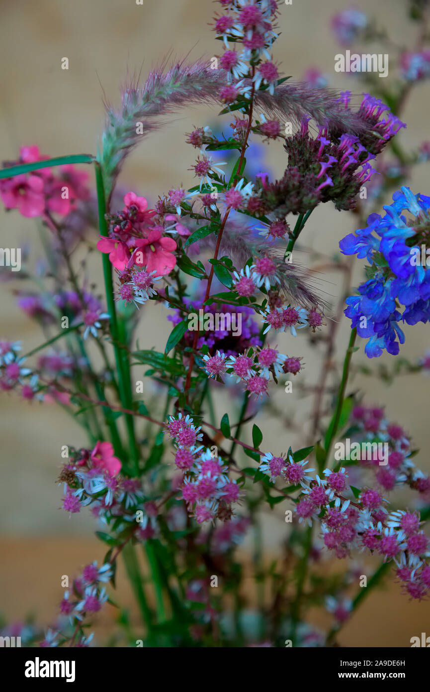 A vase of late October flowers from the garden including Verbena bonariensis,  Aster lateriflorus 'Lady in Black', Diacea personata, Salvia uliginosa, Stock Photo