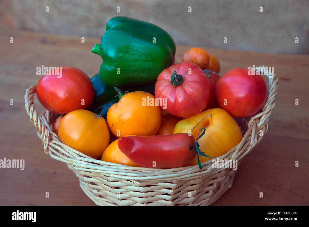 A basket of freshly harvested tomatoes and peppers from an unheated polytunnel in late October. Given good management and a favourable season harvest Stock Photo