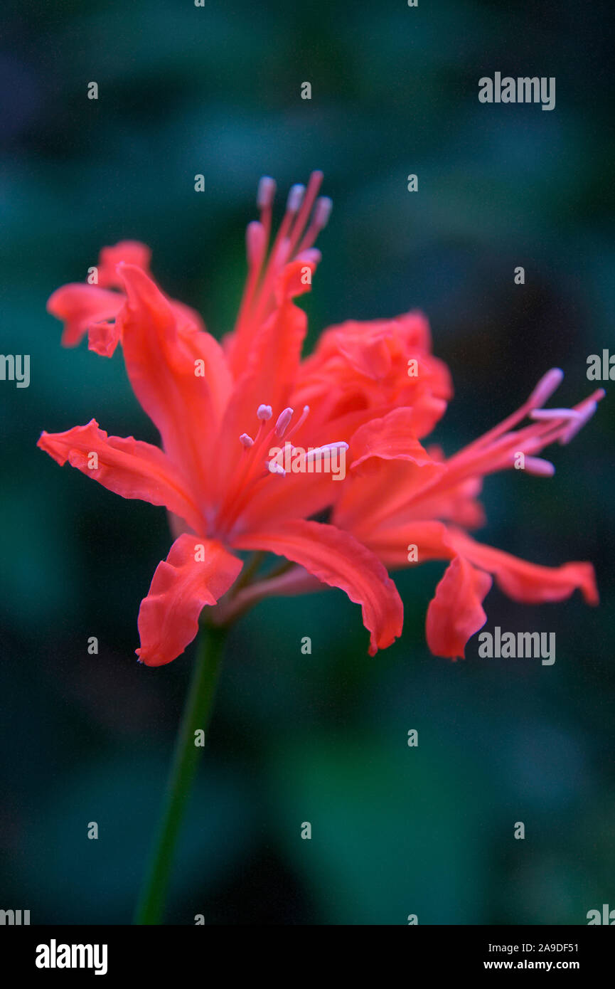 Nerine sarniensis 'Salisbury Sally' Stock Photo