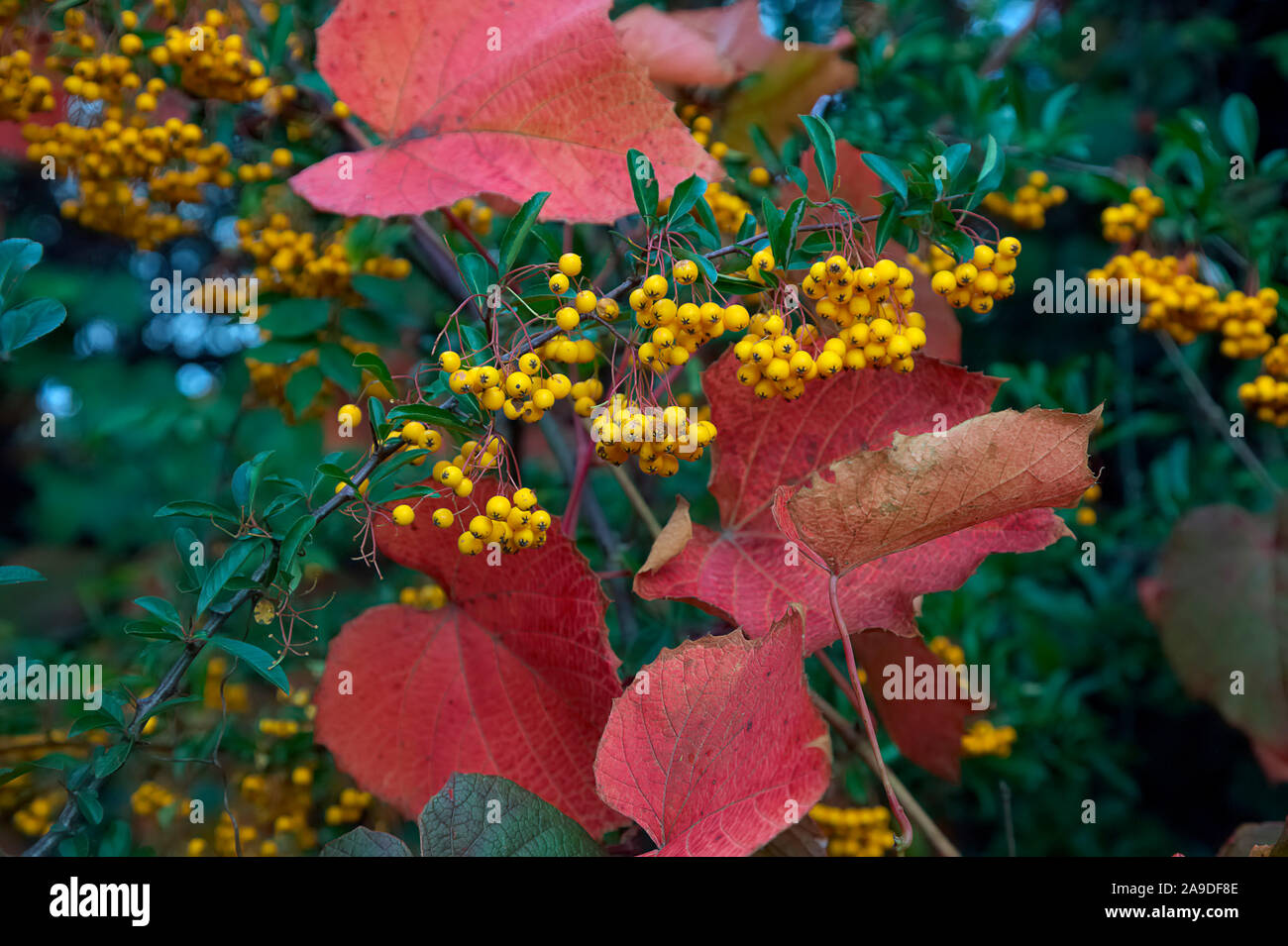 Pyracantha 'Soleil d'Or' berries with Vitis coignetiae AGM autumn colour Stock Photo