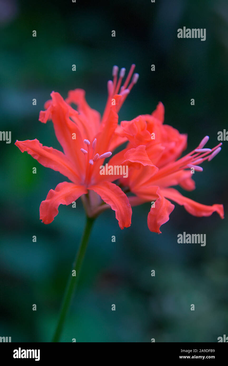 Nerine sarniensis 'Salisbury Sally' Stock Photo