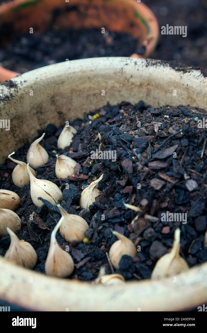 Iris reticulata hires stock photography and images Alamy