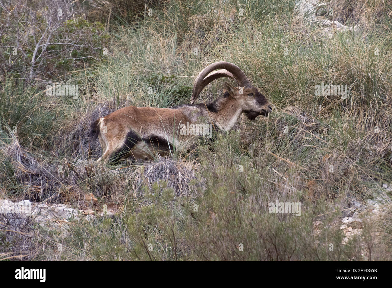 Male Iberian Ibex grazing on wild mountain grasses Stock Photo