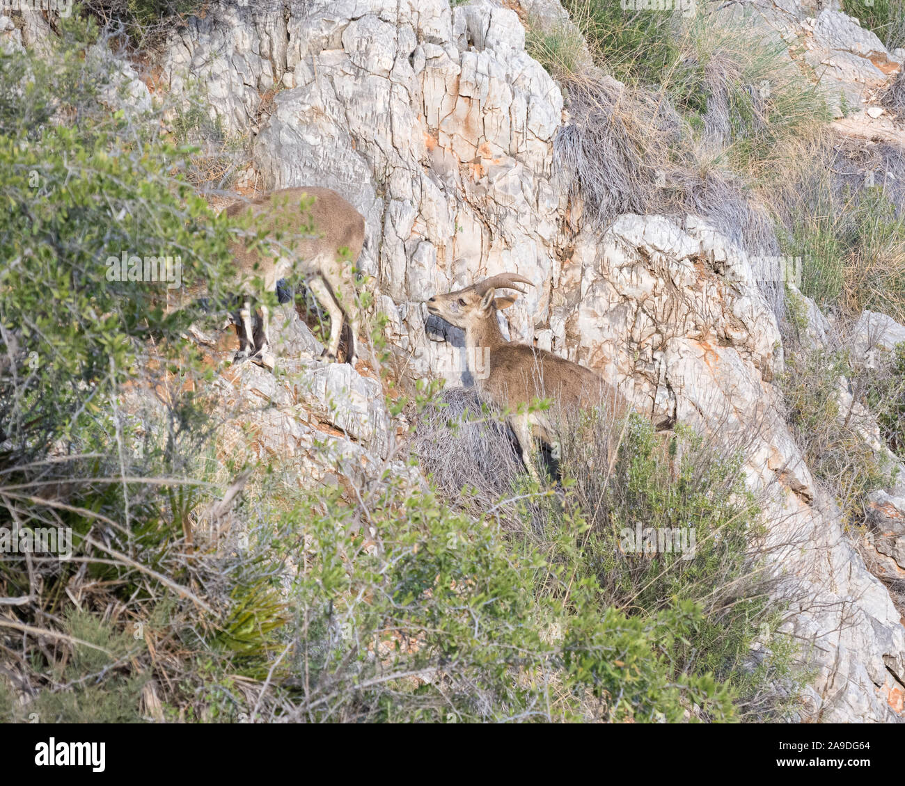 Two female wild Iberian Ibex browsing on scrub on a steep limestone cliff face Stock Photo